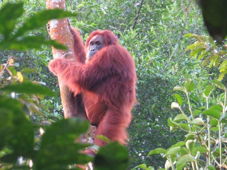 Batu Kapal Jungle Houses Hotel Berastagi Eksteriør billede