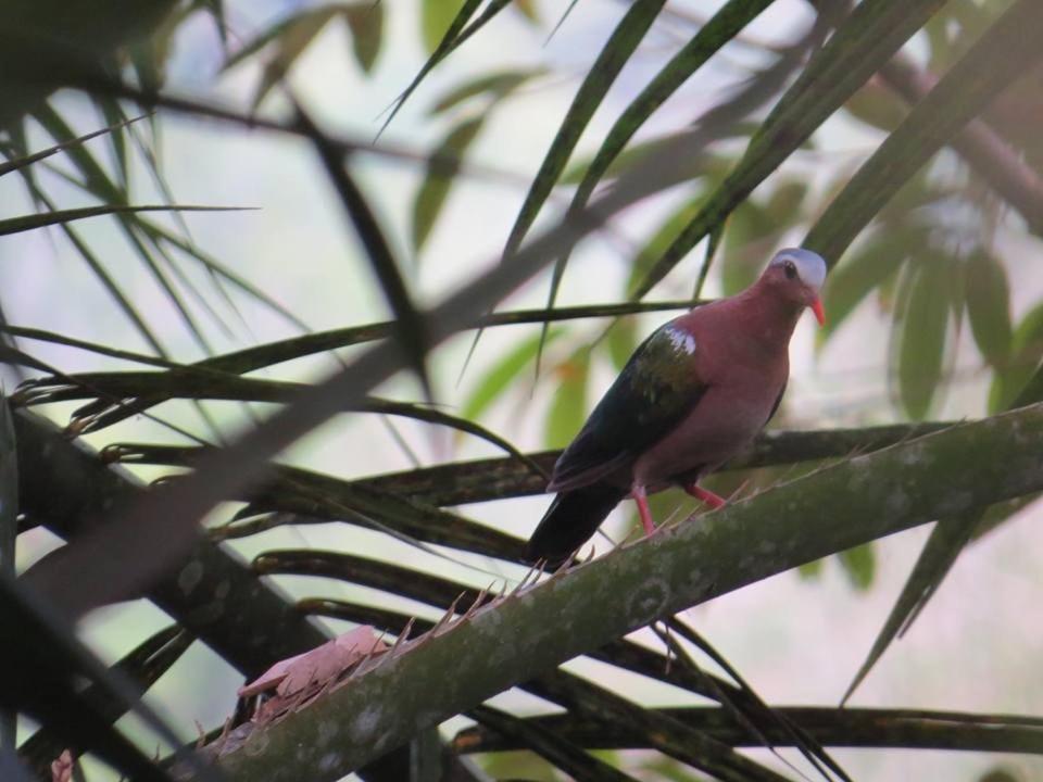 Batu Kapal Jungle Houses Hotel Berastagi Eksteriør billede